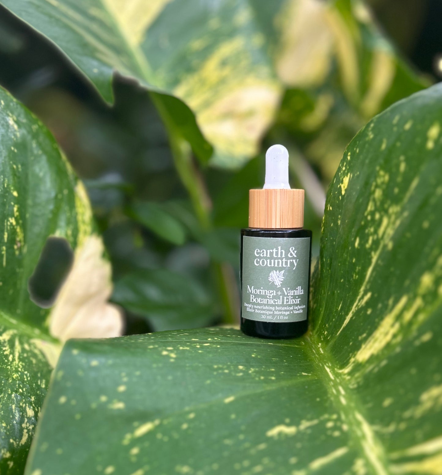 Moringa + Vanilla Botanical Elixir