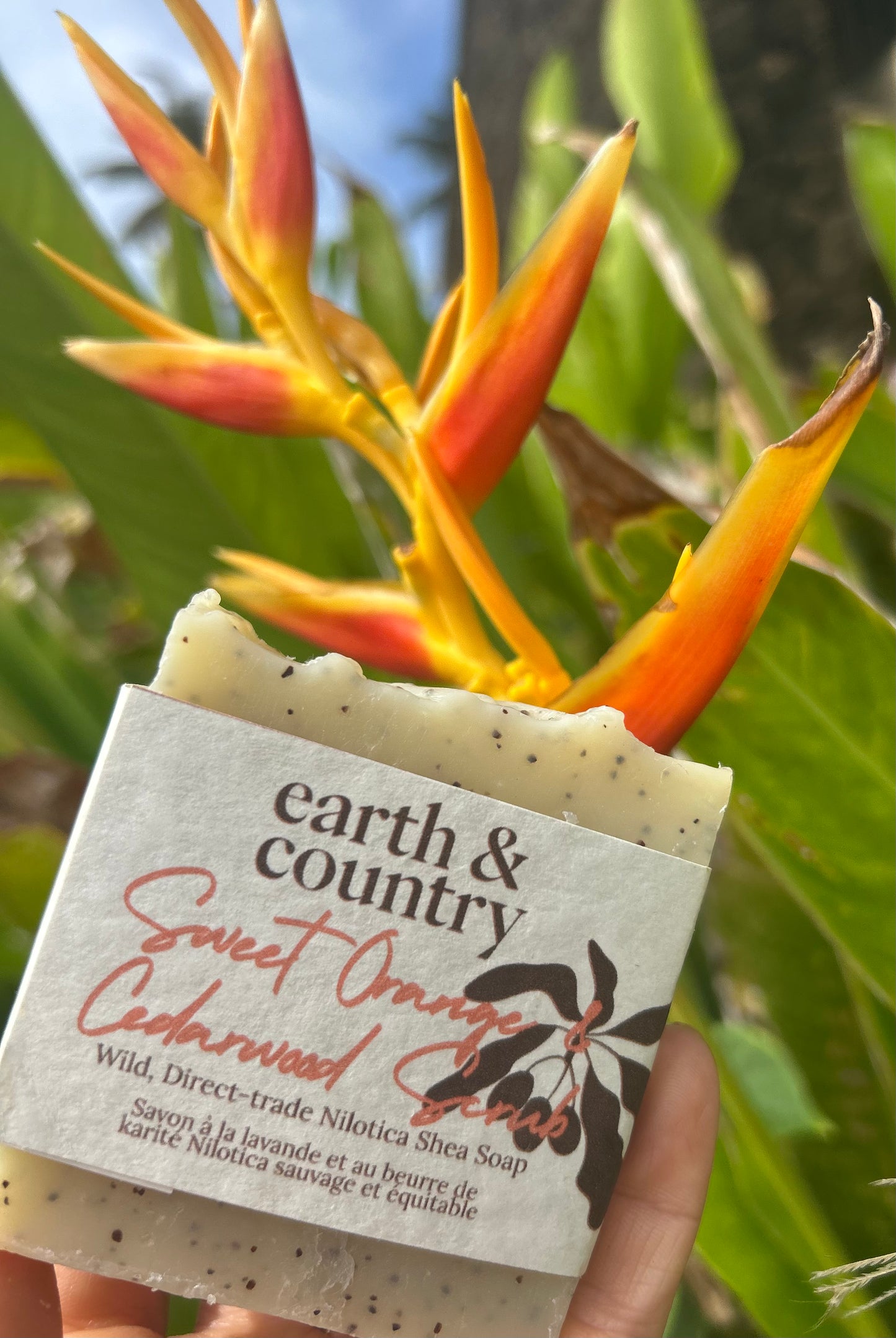 Wild, Direct-trade Nilotica Shea Soap